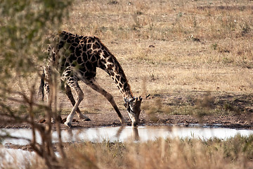 Image showing Giraffe drinking