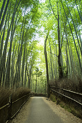 Image showing Bamboo Grove