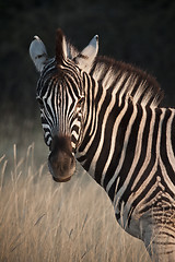 Image showing Zebra