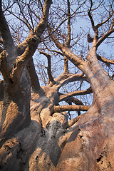 Image showing Baobab tree