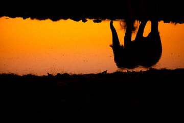 Image showing Elephant reflection