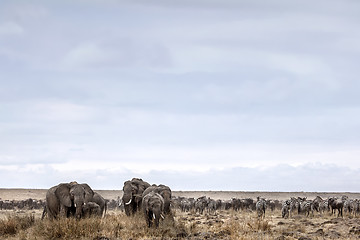 Image showing Elephants