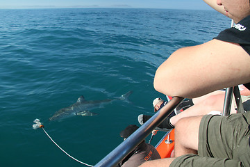 Image showing Shark spotting