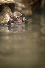 Image showing Bathing macaque 