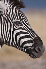 Image showing Zebra