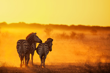 Image showing Zebra's