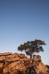 Image showing African landscape