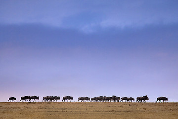 Image showing Wildebeest in a line