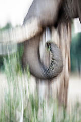 Image showing Elephant trunk