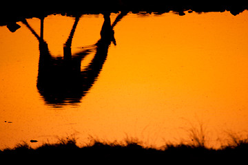 Image showing Giraffe reflection