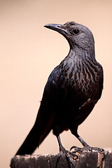 Image showing Starling