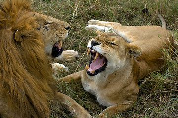 Image showing Lion Fight