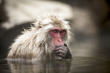 Image showing Macaque in Japan