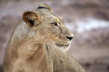 Image showing Lioness