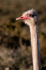 Image showing Ostrich