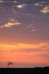 Image showing Lone tree at sunset