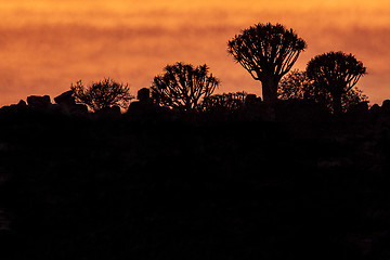 Image showing Quivertree forest