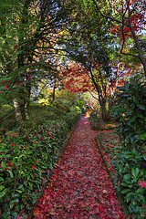 Image showing Nature\'s red carpet.  Pathway in Autumn