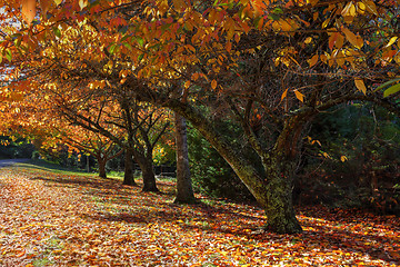 Image showing Autumn colours in the trees