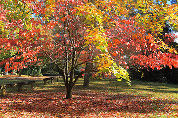 Image showing Autumn Colours