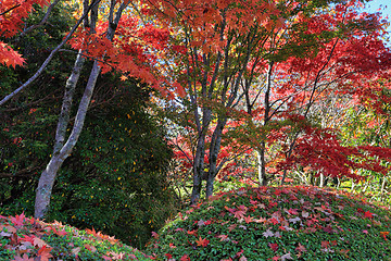 Image showing Under a canopy of red in Autumn