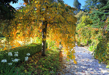 Image showing Weeping golden yellow foliage in Autumn