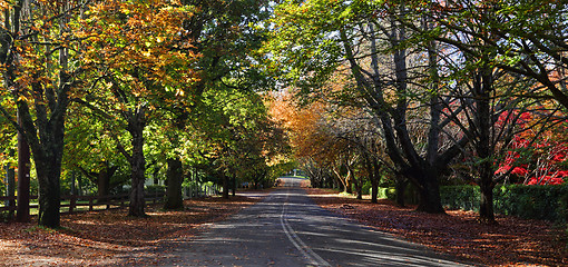 Image showing Mt Wilson Autumn Colours