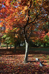 Image showing Autumn Tree