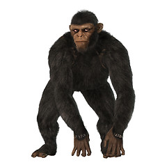 Image showing Chimpanzee