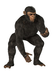 Image showing Chimpanzee