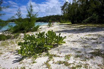Image showing  bush in ile du cerfs mauritius