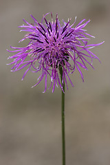 Image showing centaurea scabiosa jacea