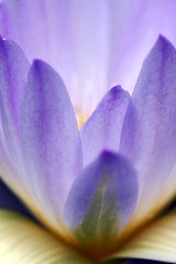 Image showing  flowering in the  garden  of pamplemousses