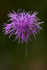 Image showing centaurea scabiosa jacea composite 