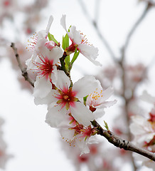 Image showing Cherry Blossom