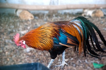 Image showing Decorative rooster,