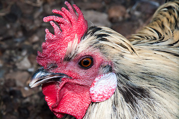 Image showing Decorative rooster,