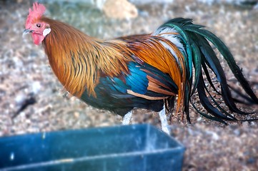 Image showing Decorative rooster,