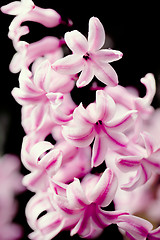 Image showing pink hyacinth flower in spring garden