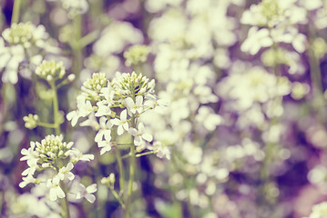 Image showing spring flower in garden with shallow focus vintage tone