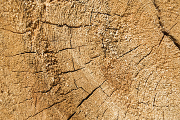 Image showing Wood texture of cut tree trunk, close-up