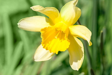 Image showing macro of spring daffodils in garden, in light pastel colors