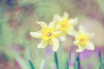 Image showing spring daffodils in garden, in vintage light pastel colors