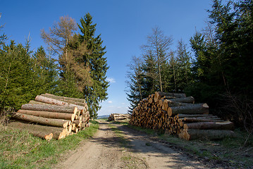 Image showing Pile of wood near forest road