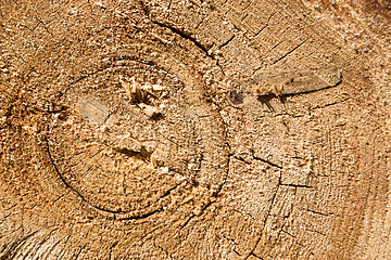 Image showing Wood texture of cut tree trunk, close-up