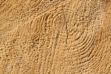 Image showing Wood texture of cut tree trunk, close-up