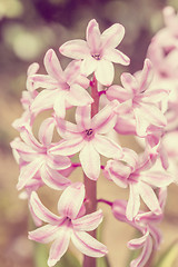 Image showing pink hyacinth flower in spring garden in vintage color tone