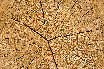 Image showing Wood texture of cut tree trunk, close-up