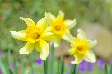 Image showing spring daffodils in garden, in light pastel colors