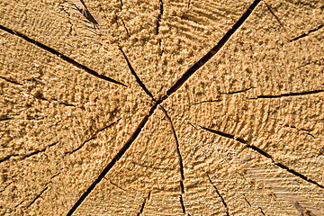Image showing Wood texture of cut tree trunk, close-up